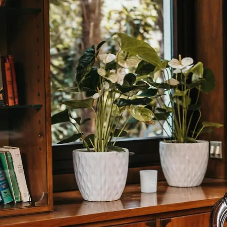 Lejlighed Library - Candela *